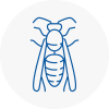 Fontwell Wasp Nest Removal
